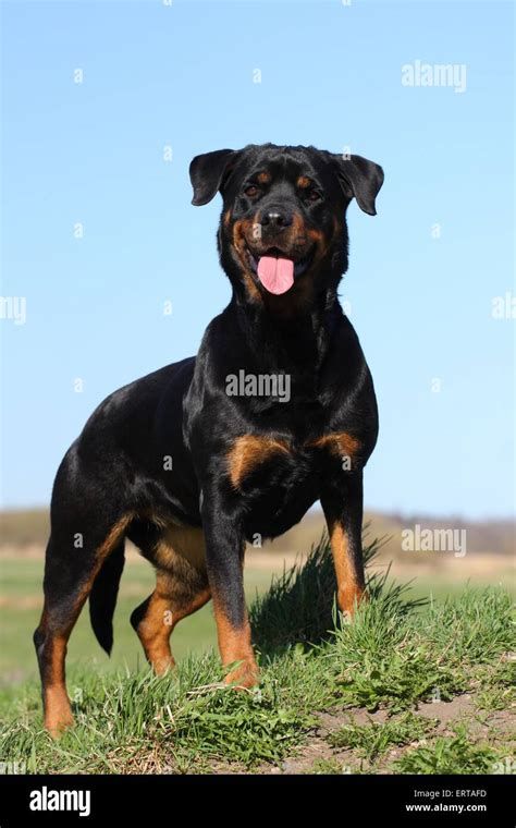 Standing Rottweiler Hi Res Stock Photography And Images Alamy