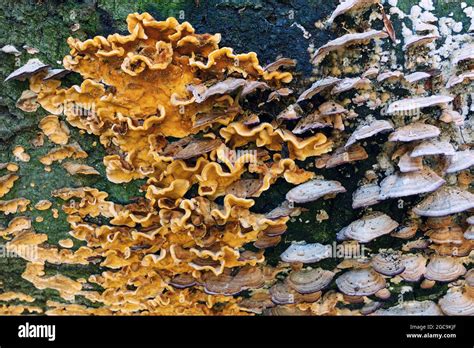 hongo de descomposición de madera en el viejo tocón dos especies