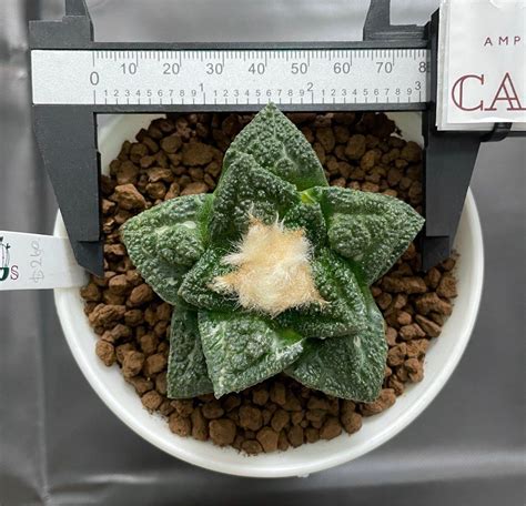 Ariocarpus Fissuratus X Godzilla Cactus Succulent Furniture Home