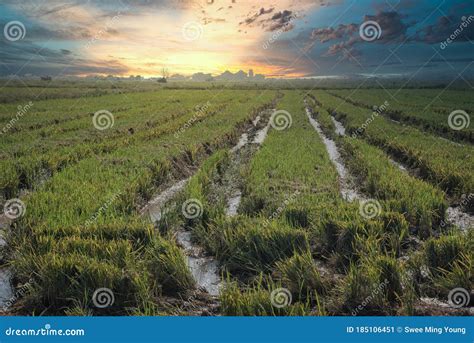 Scenic Landscape Scene Around the Paddy Field Landscape Stock Image ...