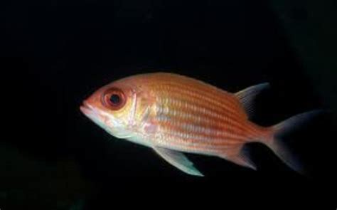 Squirrelfish Information and Picture | Sea Animals