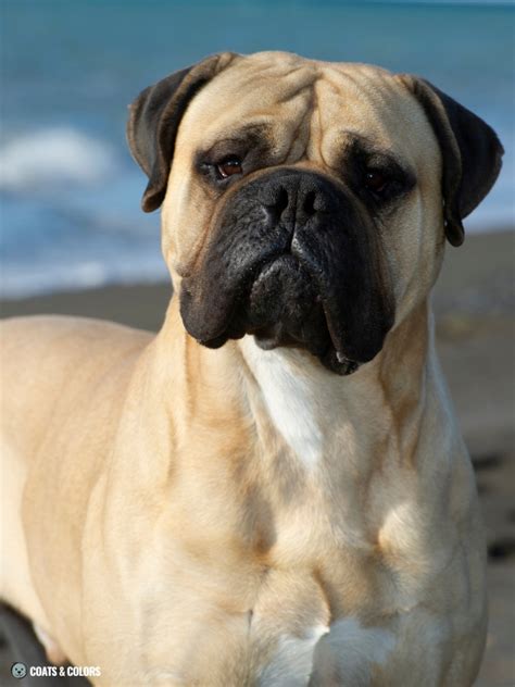 Bullmastiff Color Chart | Coats and Colors