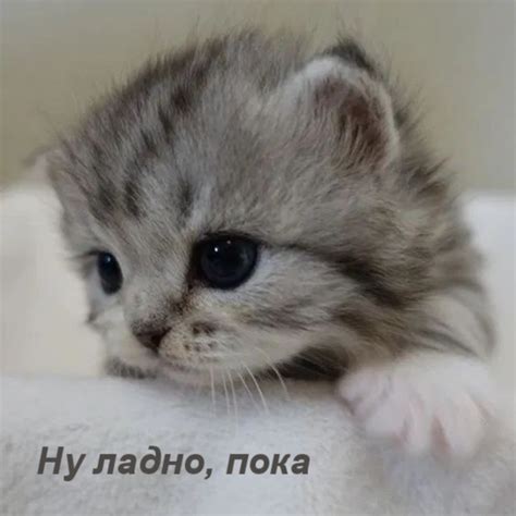 Картинки с надписями. Ну ладно, пока.