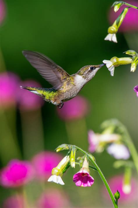 Colorful bright collecting sweet nectar while flying · Free Stock Photo