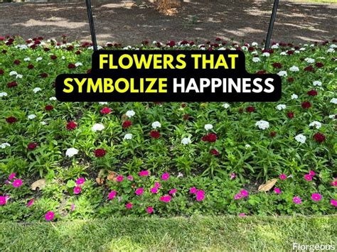 11 True Flowers That Mean Happiness and Joy for Your Life | Florgeous