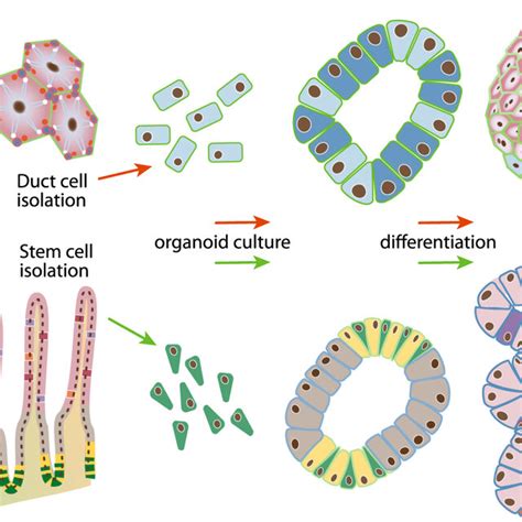 Schematic Representation Of Human Organoid Cultures From Adult Tissue