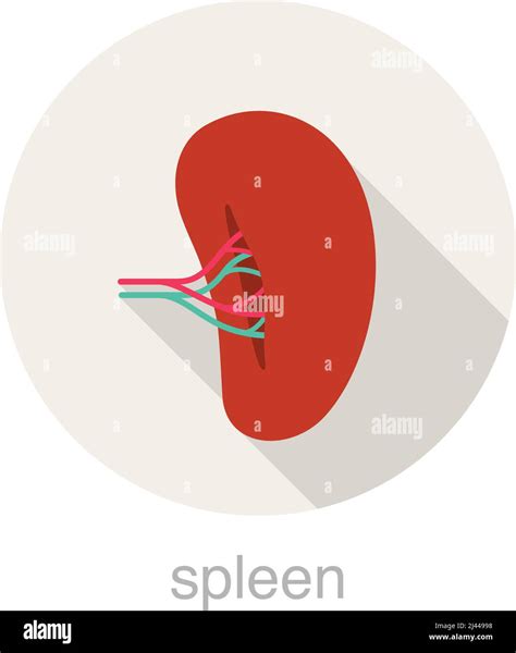 Human Organ Spleen Flat Design Icon Vector Illustration Stock Vector