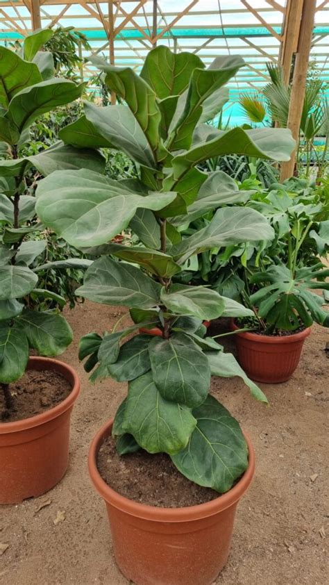 Ficus Lyrata Vivero Antofagasta