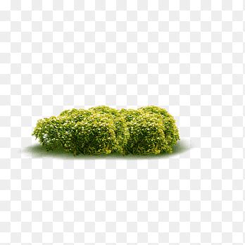 Shrubs Png Images PNGEgg