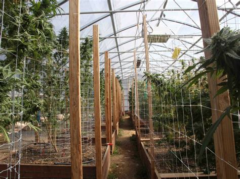 Why Ventilation In Greenhouses & Grow Rooms Is So Important