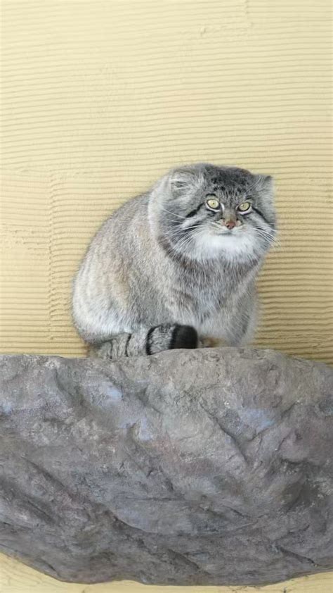 旭川市旭山動物園 公式 On Twitter 本日のマヌルネコのグルーシャ。 旭山動物園 Asahiyamazoo マヌルネコ