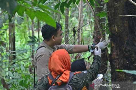 Taman Biodiversitas Kembalikan Anggrek Alam Spesies Meratus Antara News