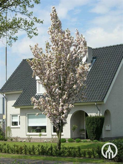 Prunus Serrulata ‘amanogawa Japanse Sierkers Boomkwekerijen M Van