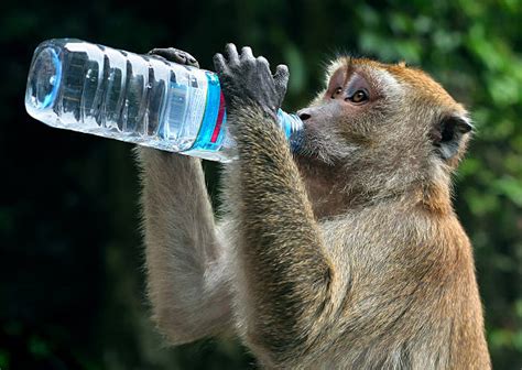 Monkey Tricks Stock Photos, Pictures & Royalty-Free Images - iStock