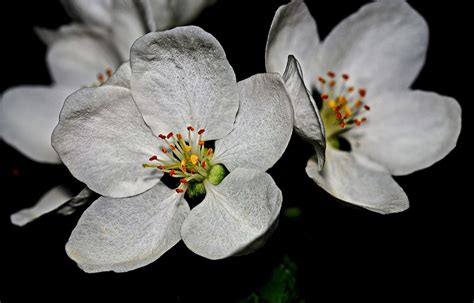 Fotos gratis manzana árbol naturaleza al aire libre rama blanco