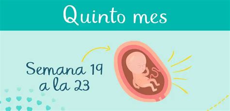 5 Meses De Embarazo Síntomas Y Desarrollo Del Feto Pampers®