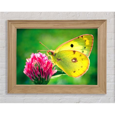 Bright Star Colias Hyale Schmetterling Bilderrahmen Kunstdrucke