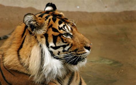 Wallpaper Face Eyes Tiger Profile Wildlife Big Cats Zoo