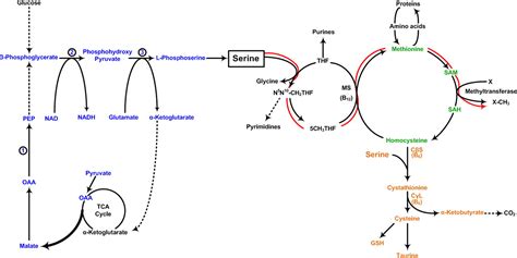 Resurgence Of Serine An Often Neglected But Indispensable Amino Acid