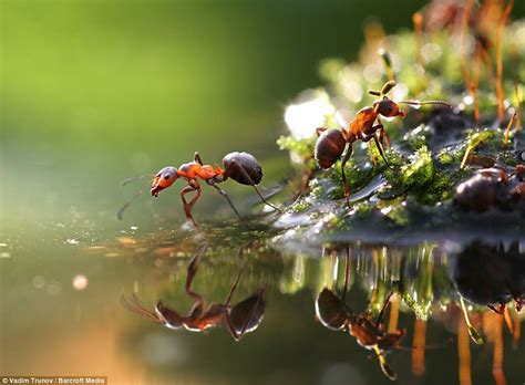 Caught In A Downpour Stunning Pictures Show How The Insect World Copes