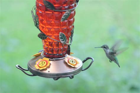 Where To Hang A Hummingbird Feeder Quick Simple Guide Birdinghub