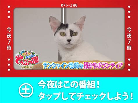 日テレ【キャンペーン中！🐧】 On Twitter 今夜の日テレ系は🐾 🕖夜7時『みんなのどうぶつ園』 🐈2時間sp🐕／ 相葉雅紀