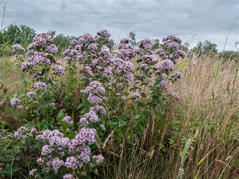 Origanum Vulgare Echter Dost Wilder Majoran Peter Pauls Blog