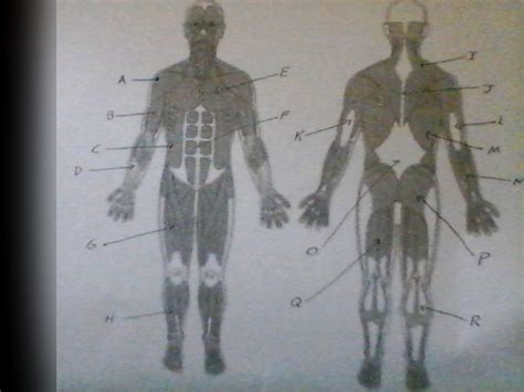 Muscles Part Gym Final Semester Diagram Quizlet