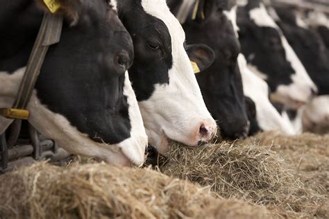 Modern Dairy Farm Outside