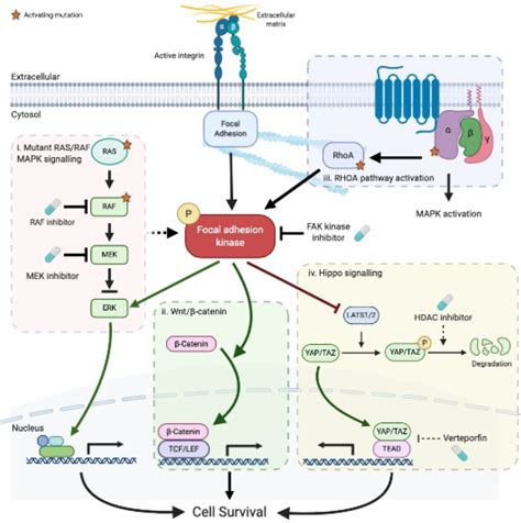 Targeting FAK In Anticancer Combination Therapies Abstract Europe PMC