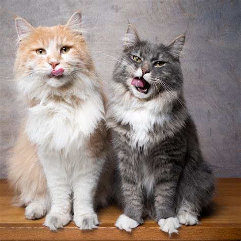 The Majestic Maine Coon Gentle Giants Of The Cat World Fumi Pets