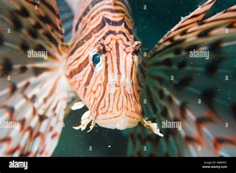 Luna lion fish Pterois lunulata head detail Seopsom island Jeju Do ...