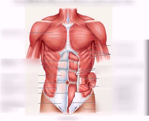 Abdominal Diagram Quizlet