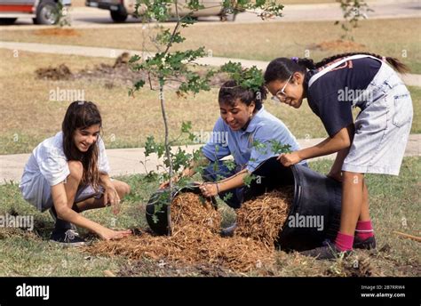 Austin Texas Junior High School Students Mulching Trees During Tree