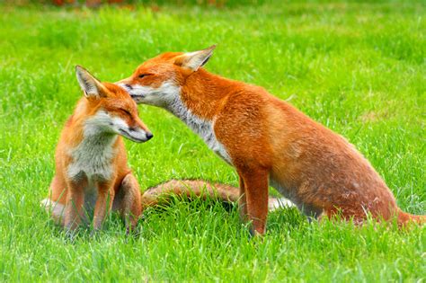 Red Foxes HD Wallpaper - HD Wallpapers