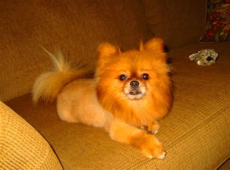 My Ultimate Obsession: Pomeranian: Grooming Cut & Styles