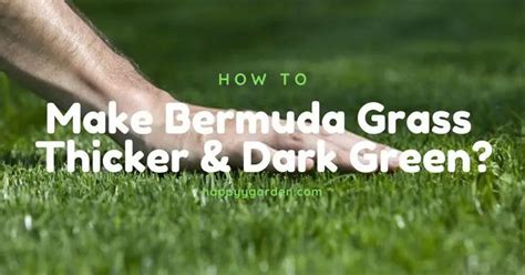 Make Bermuda Grass Thicker And Dark Green Bermuda Grass Bermuda