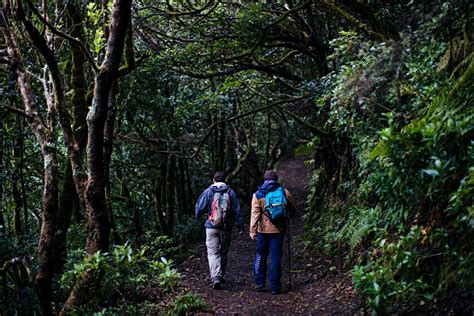 Ruta Por Los Senderos De Anaga Tenerife Gu A Repsol