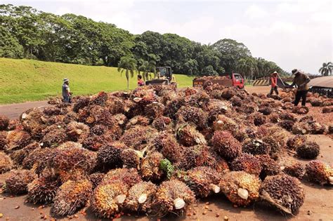 Harga Minyak Sawit Mentah Dijangka Kekal Berdepan Tekanan Hingga Akhir