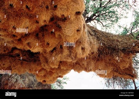 Communal Nest Of The Sociable Weaver Birds Philetairus Socius In A Big