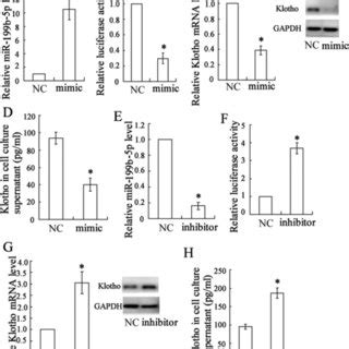 R B P Targeted Klotho And Regulated Its Expression In Hk Cells