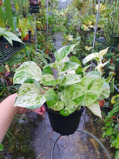 Epipremnum Manjula, Furniture & Home Living, Gardening, Plants & Seeds ...