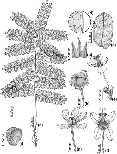 Phyllanthus Platystigma Sp Nov A Habit B Cataphyll C Leaf Download Scientific