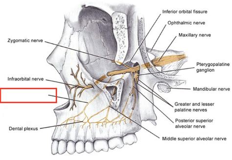 Maxillary Injection Techniques Flashcards Quizlet