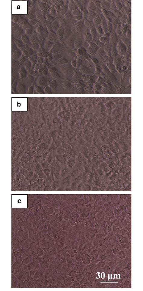 Typical Morphology Of Mg63 Cells Cultured For 2 Days In A The