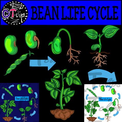 Bean Life Cycle - Juffrou Met Hart