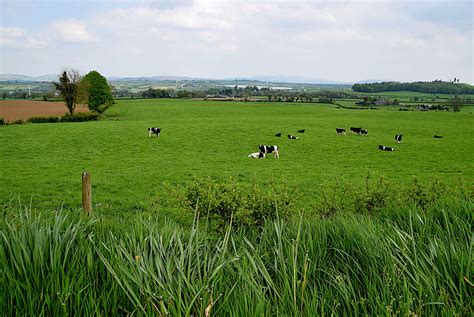 Cattle In A Field Magheracoltan Kenneth Allen Cc By Sa 2 0