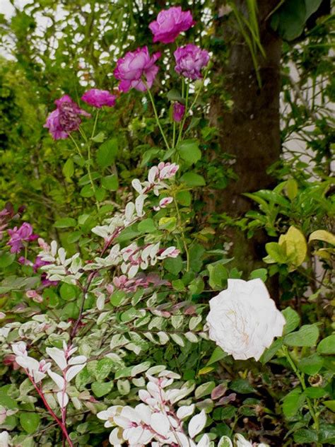 Plantfiles Pictures Breynia Species Snow Bush Snow On The Mountain