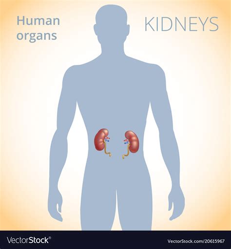 Location of the kidneys in body human Royalty Free Vector