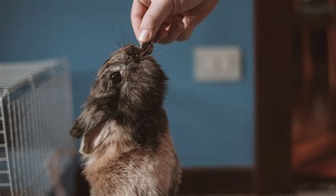 Comment Bien Nourrir Son Lapin Nain Jardiland